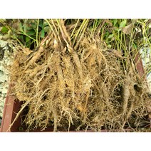 작약모종/작약실생묘 2년생 50주, 50개