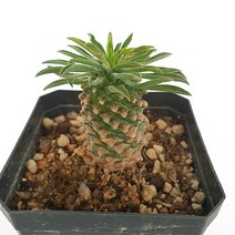 트리앤 리톱스 용신목 꽃기린 괴마옥 다육이 대왕 꽃기린 루비 축전 토분 괴마옥 도로시 탑레드 금영 마옥 선인장, 03. 괴마옥 (소) 1개, 1개