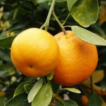 묘목/귤나무 (레드향)/접목 2년 b150, 1개