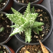 다육식물 200여종 다육 식물 최다종 화분, 다육식물_핑크알로에, 1개