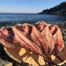 국산 자연해풍 반건조 물메기 1마리 마른 곰치, 40~45cm(소)