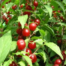 이스라지(산앵두) 9치화분 나무 D649