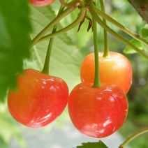 목하원예조경 체리나무 묘목 왜성체리 (좌등금) 2중콜트대목 접목1년특묘