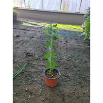 공기정화식물 진짜 야생 둥근잎아카시아 소품 89 25-40cm