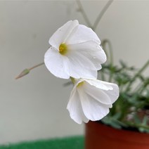 [다온야생화] N3459 옥살리스.스텔라타사랑초 (흰색) (10cm) [랜덤]