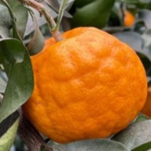 제주 설국향 수라향 신비향 아스미 감귤 고당도, 설국향 실속형 3kg