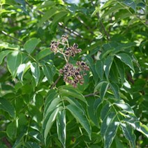 묘목 /쉬나무 (실생 2년)10주묶음 SK355-1