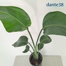 러브코리아 여인초 키우기 극락조 꽃 실내 거실 베란다 창문 사무실 창가 공기정화식물 (중)