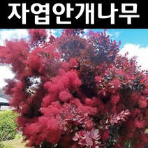 자엽안개/로얄퍼플 실생1년 뿌리묘 나무 묘목 1개/정원/공원/조경수