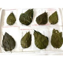 JungleAquashrimp Dry Mulberry Leaves 유기농 단백질 식품 크리스탈 레드 체리 새우 수족관 (잎 50개), 50 Leaves