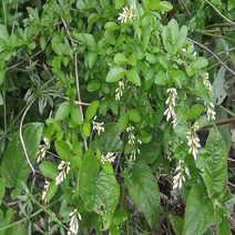 같이가치농원 쥐똥나무 묘목 (H1.2전후) 20주묶음