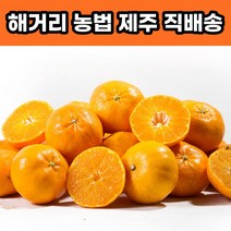 제주 천혜향 제철, 가정용 5KG 소과(25-35과 내외)