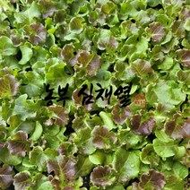 농부 심채열의 상추모종 적상추(열풍) 35개 텃밭 모종씨앗 상추키우기 쌈 채소 모종키우기