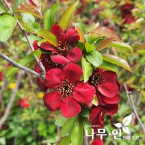 [나무인] 명자나무 흑광품종 개화주, 1개