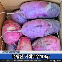 청정지역 자색무우 산보물 주왕산 무우 10kg (사)한국산림복합경영인협회 정회원 직접재배