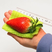 산지직송 킹스베리 크기 2배 당도 2배 대왕 딸기 당일 배송 당도 보장
