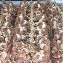 농사이야기 2022 단양 육쪽마늘 한지형 씨마늘 햇 마늘 토종 종자 한접 특상품, 1개