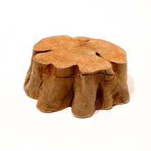 세틀 그루터기 절단 유목 M.미미네아쿠아