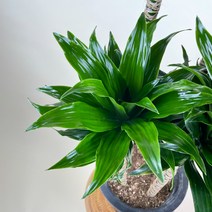 내뜰에 드라세나 콤팩타 calypso queen Dracaena deremensis Virens Compacta