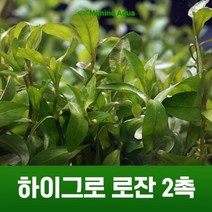 초보 수초 키우기 하이그로 로잔 2촉, 없음