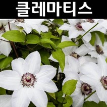 클레마티스(큰꽃으아리) 미스배트맨 포트 1개/꽃숙근/조경용