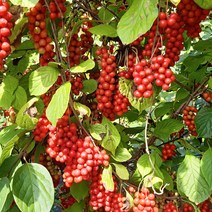 문경 생오미자 오미자 당절임 청 3kg 5kg 10kg, 생오미자 3kg