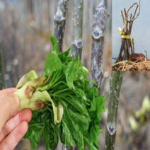 (G소망)가시없는민엄나무(근삽목1년) 2그루