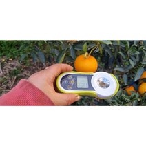 못난이 천혜향 가정용 3kg 5kg 당도 높은 천혜향 제주 (3월 특가), 대과
