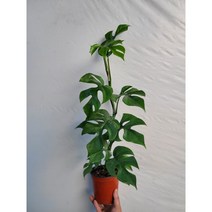 히메몬스테라 묵은둥이 중품 30~55cm 169, 1개