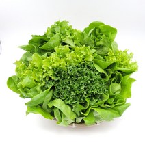 의령농산 건강 채소 샐러드용 유럽채소 혼합1kg 알사시아 버터헤드외2종, 유럽채소 혼합 3종 1kg