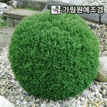 둥근측백 상록수 정원수 가림원예조경, 테디 4치포트(5개세트), 1개