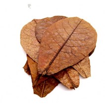 신바람 세틀 오가닉 닥터 알몬드잎 M 사이즈 10장