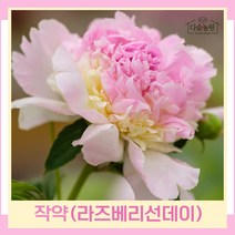 작약 라즈베리선데 숙근 개화주 1개