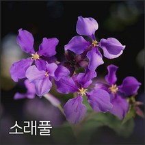 소래풀 100g 야생화씨앗, 1개