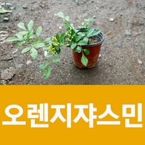 소울라인 오렌지쟈스민 향기좋은 꽃화분 공기정화식물, 1개, 오렌지쟈스민10cm