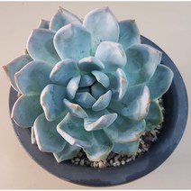 아퀼라스샵 다육 먼로 오렌지먼로 먼로몬스터 먼로철화 다육이 다육식물, 1개, 오렌지 먼로