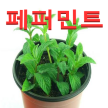 (성실농원A)페퍼민트 화분(소)2개 허브식물, 2개