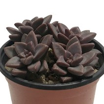 에케베리아프리티-작고두툼한잎/붉은색잎/다육식물