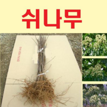 (G소망)쉬나무 묘목 실생4년 3그루