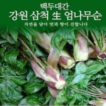 강원도 삼척 엄나무순 500g / 1kg 택 / 개두릅 두릅 두룹 봄나물 장아찌 / 4월 10일부터 발송, 1개