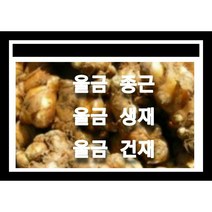 울금종근 6k 울금모종 울금씨앗재배