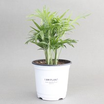 아이엠플랜트 화이트포트 실내공기정화식물 모종, 1개, 1.테이블야자