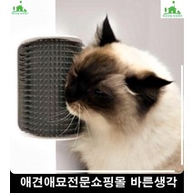 그루밍하는고양이손쉽게관리하는그루머 강아지브러쉬 비숑빗추천 애견미용학원추천
