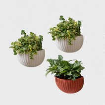 벽걸이 다육이 화분 행잉플랜트 가드닝 베란다걸이화분 공중행잉포트, 주황