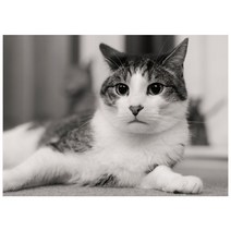 C430-0/고양이사진 대형사진 A1 반려동물사진 풍경화 풍경화그림 인테리어사진, 인화지(코팅)