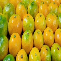 제주 하우스 감귤 고당도 2kg 소과 중과 대과, 중대과 2kg