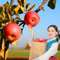 욜케이유 부사 꿀 사과 맛있는 정품 못난이 주스용 가정용 흠집 경북 충주 거창, 정품 중대과 13-15과 5kg