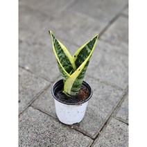 식물공장 산세베리아 기본소품 반려식물 공기정화 15-25cm 25, 1개