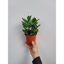 개업식물 1위 금전수 입니다 25~35cm 54