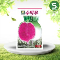 수박무씨앗 100립 과일무 안토시아닌풍부 수박무, 단품
